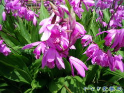 紫蘭（シラン）ー花