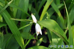 白紫蘭（シロシラン）ー花