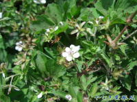 ゲンノショウコ　白花