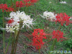 彼岸花（ヒガンバナ）ー赤花、白花
