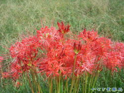 彼岸花（ヒガンバナ）ー赤花
