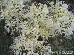 彼岸花（ヒガンバナ）ー白花
