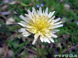 白花蒲公英（シロバナタンポポ）ー花