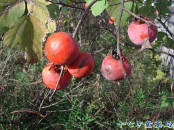 柿　成熟果実