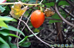 烏瓜（カラスウリ）ー成熟果実