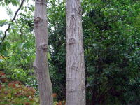 ケンポナシ　樹皮