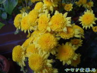 菊　頭花