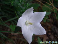 桔梗　白花