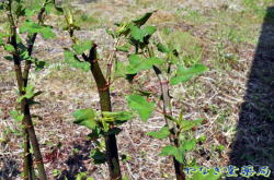 虎杖（イタドリ）ー茎、葉