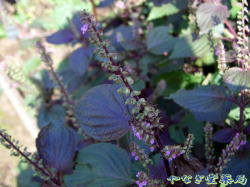 赤紫蘇（アカシソ）ー花と葉